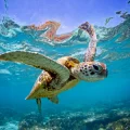 a turtle on the great barrier used on a landing page for Cairns insurance brokers